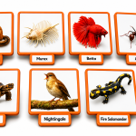 Animal Picture Flash Card