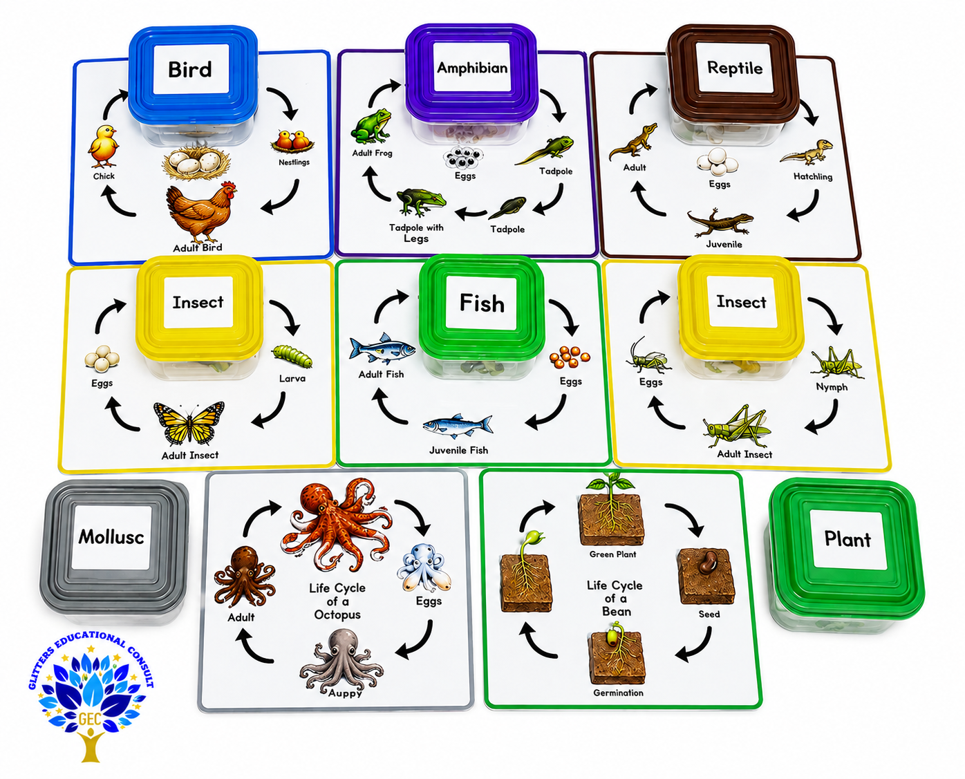 Plant and Animal Life cycle